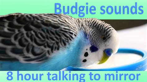 8 Hour Budgie Talking With Mirror Sounds Youtube