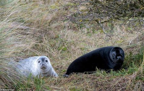 10 Extremely Rare Black Seal Pups Spotted In Englands Largest Grey