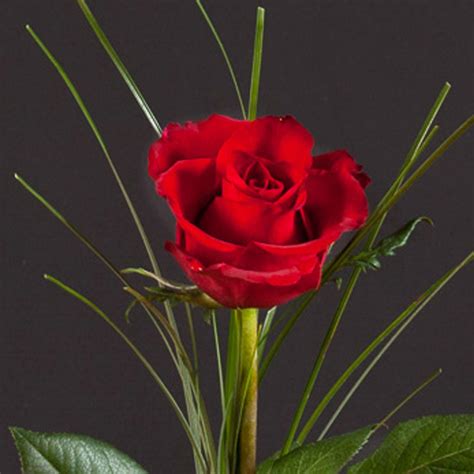 Single Red Valentine Rose Valueflora