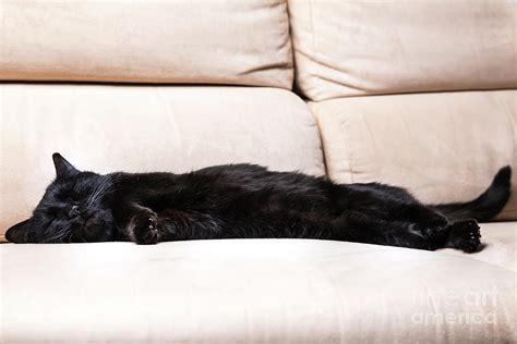 Black Cat Sleeping Photograph By Benny Marty