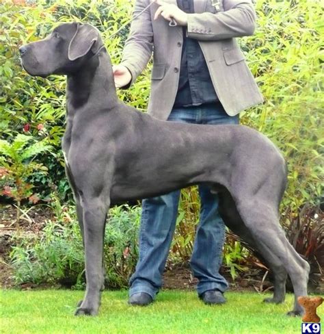 We will surely be able to fulfill your request for the perfect puppy. Blue Great Dane Puppies 29888