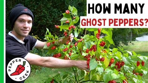 Harvesting A Huge Ghost Pepper Plant How Many Peppers Pepper Geek
