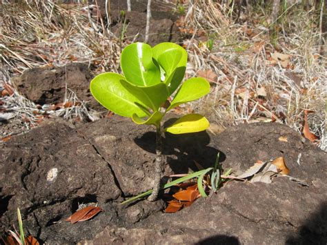 This, and the fact that they're so slow growing, makes for a fascinating. Martinique: Anse d'Arlet (and the Morne Champagne trail ...