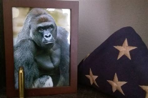 The Harambe Meme Is Still Going Strong And Its About A Lot More Than