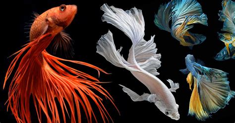Stunning New Portraits Of Siamese Fighting Fish By Visarute