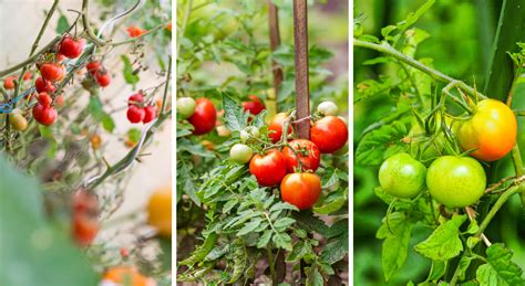 Tomates 6 Manières De Bien Les Tuteurer Tomates Potager Legumes