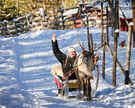 Rendier Met Slee In De Winterbos In Lapland Noordelijk Finland Stock