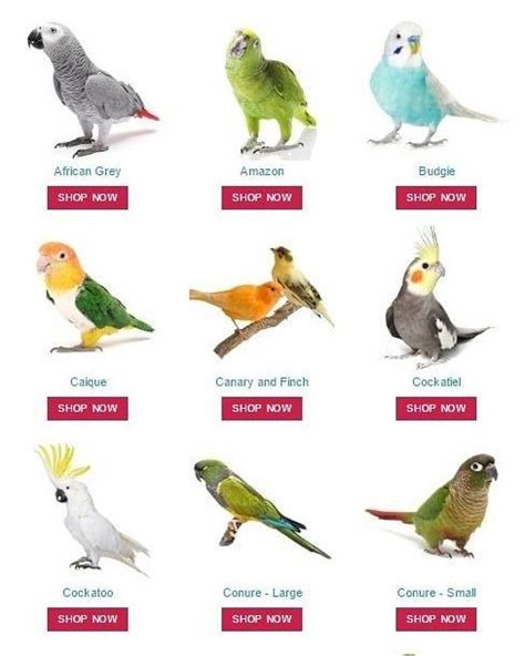 Types Of Parakeets As Pets