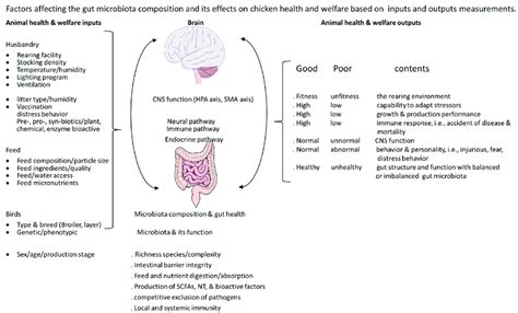 Factors Affecting The Gut Microbiota Composition And The Mechanisms Of
