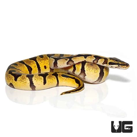 Baby Pastel Enchi Ball Pythons Python Regius For Sale Underground