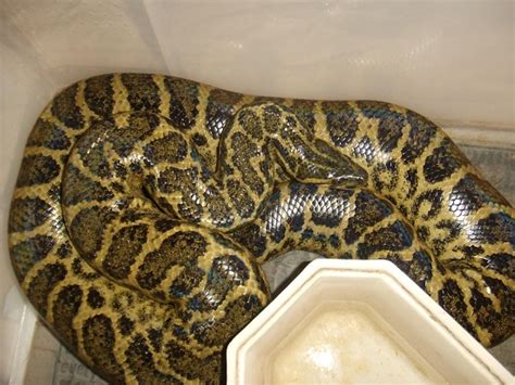 Yellow Anaconda Facts And Pictures