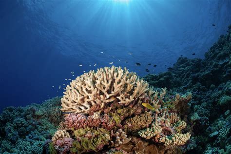Largest Coral Reef Survey In French Polynesia Offers Hope Living