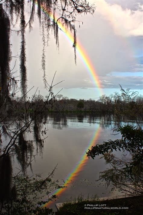 Chasing Florida Rainbows Phillips Natural World