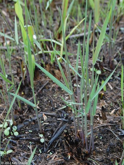 Showing products recommended for zip code : Calamagrostis canadensis (Canada Bluejoint): Minnesota Wildflowers