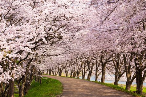 Walking The Cherry Blossom Path Of Soka With Open Hearts World Tribune