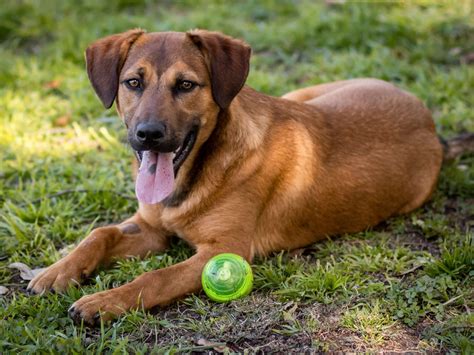 Hill's Pet Matchmaker App | Download the App Now! | AWS406 Grüt