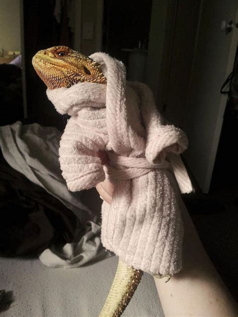 What many will find is that their bearded dragons love. Pringle in Bathrobe - Pringle The Bearded Dragon ...