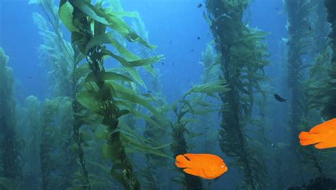 Thousands Of Citizen Scientists Help Researchers Map Kelp Forests Ucla