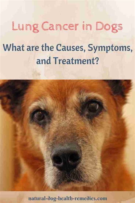 Is Lung Cancer In Dogs Treatable