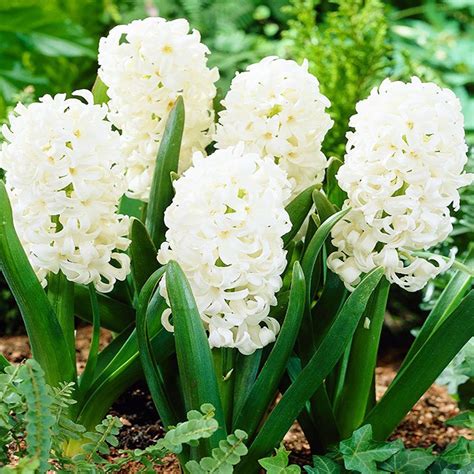 Zestaw 147 Hyacinthus Hiacynt 1 15szt Spring Flower Bulbs Zestawy