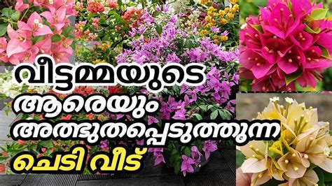 You can't beat them for an explosion of color. 32 Variety Bougainvillea Plants / Bougainvillea flowering ...