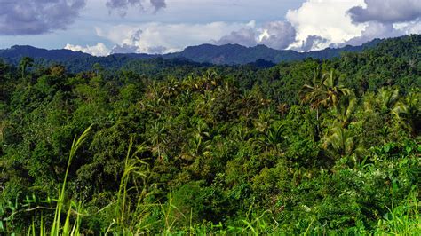 New Guinea Is 1 For Island Plant Diversity Futurity