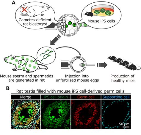 Mouse Sperm Generated In Rats National Institute For Physiological