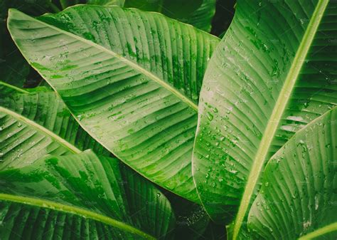 Banana Leaves Background High Quality Nature Stock Photos ~ Creative