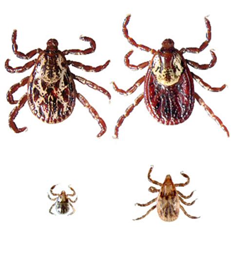 The brown dog tick is a common pest of dogs, but possibly does not attack humans at all. Volunteer Monitoring 101 Lesson Six: Ticks Impact Hot Trends in 2012 Outdoor Wear - Upper Valley ...