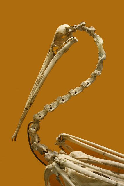 20111102124 Animal Bones Animal Skeletons Bird Bones