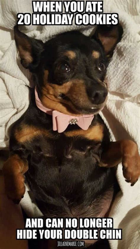 15 Hilarious Miniature Pinscher Memes Will Make Your Day Page 4 Of 5