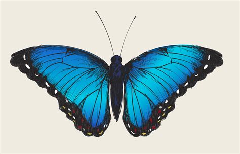 Single Detailed Butterfly Download Free Vectors Clipart Graphics