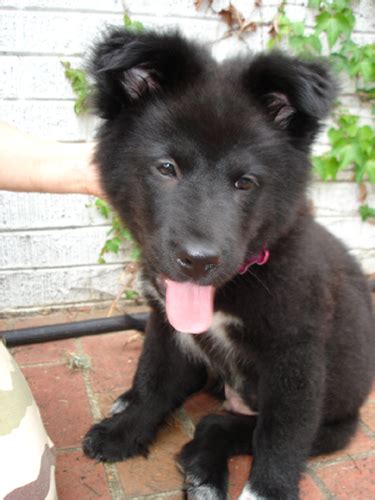 It is territorial, and may try to dominate other dogs on its home turf. Lab-Chow (Labrador Chow Mix) Info, Temperament, Training, Puppies, Pictures