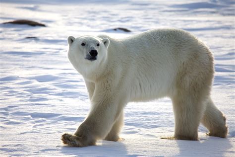 Coca Cola Arctic Home Polar Bear Tracking The Happy
