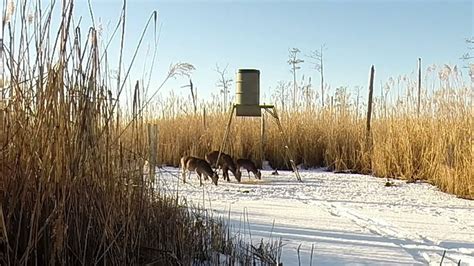 January 30 2014 Sika Deer Hunt In Dorchester Maryland Youtube