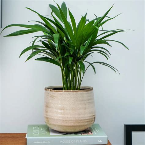 Como Cream Premium Glaze Planter 14cm Plant Pot Happy Houseplants