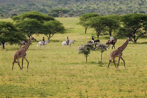 Luxury Kenya Vacation Packages Classic Big 5 Safari Africa Endeavours