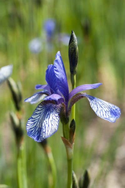 How to find zone for plants. Growing Irises In Zone 5: How To Grow Iris Plants In Cold ...