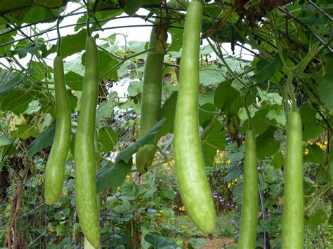The cucuzza originated in italy, and seeds are often still passed down through families. Cucuzzi Edible Gourd, 3 g : Southern Exposure Seed ...