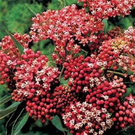 Some people think that since it is legal. Butterfly Weed Seed - Asclepias Incarnata Swamp Milkweed ...