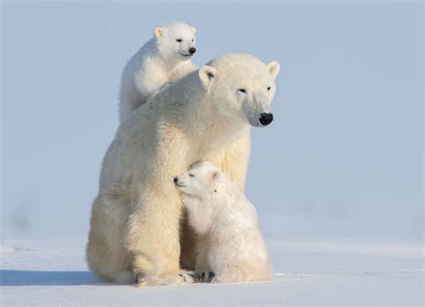 This Polar Bear Mother Cubs Is The Most Adorable Sight About Her