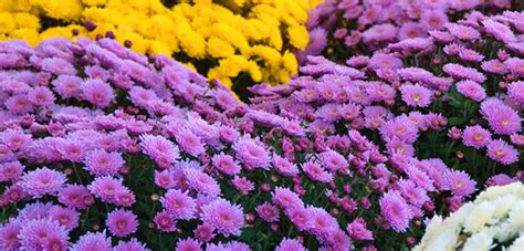 How To Grow Marvelous Mums