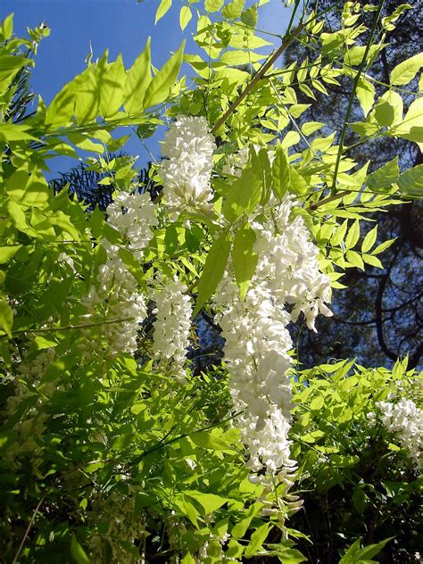 `alba' has fragrant white flowers. Image result for wisteria | Wisteria tree, Wisteria, Plants