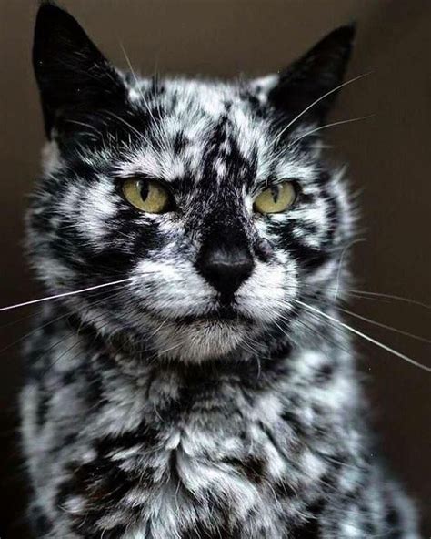 Scrappy A Cat With Vitiligo Pretty Cats Cute Animals Cute Cat 