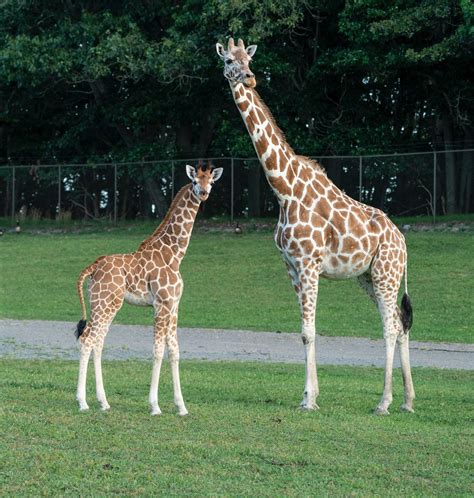 Baby giraffe is fourth born at Six Flags Wild Safari in a year 