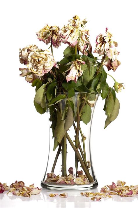 Mar 18, 2016 · flowers in the trash can (4.45) letting my imagination run wild. Dead Roses | Dried flowers, Instead of flowers, Drying roses
