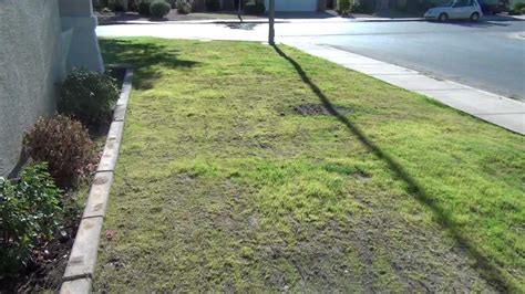 How To Plant Bermuda Grass 5 Weeks After Planting Youtube