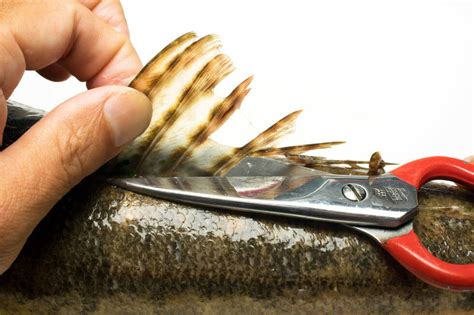 マゴチのさばき方 釣魚図鑑（特徴・仕掛け・さばき方） Honda釣り倶楽部 Honda公式サイト