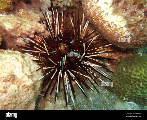 Sea Urchin Echinothrix Calamaris At The Coral Reef Philippines