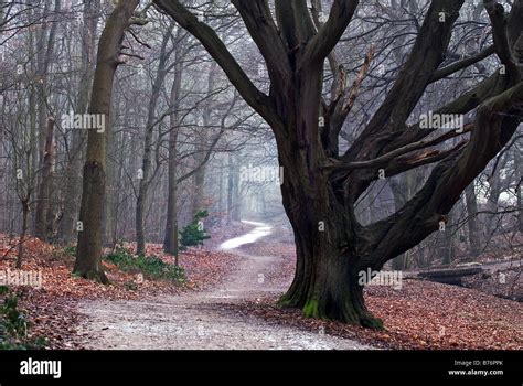 An Old Beech Tree At The Side Of A Path In A Woodland Stock Photo Alamy
